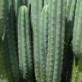 Cacti Pete